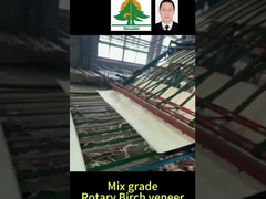 Gesamtgröße der Rotary Birch Veneer Dicke 0,5 mm Größe 2600*1300 mm für Mischqualität