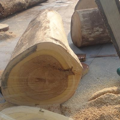 Exotisches ausgeführtes Ahorn dargestelltes Furnierholz X6223 unregelmäßige Beschaffenheit gefärbtes Grey Color Good Supply Capacity von China