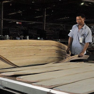 Echtes Holz Veneer Bassholz Schnitt für Größe 13cm Up Flach Schnitt gerade für Schrank Gesichtsblatt