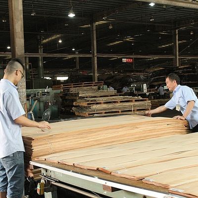 Massivholz amerikanische Elmblätter Klasse A für Viertelschnitt Kronenkorn Natürliche Farbe für Türfläche 3200mm nach oben