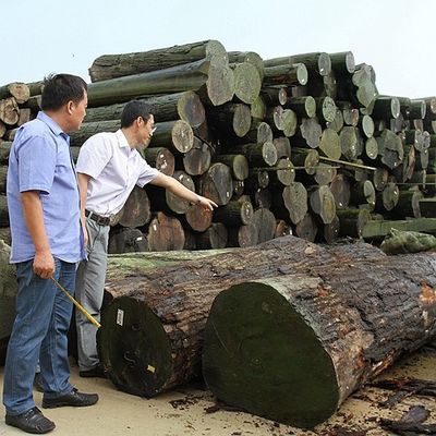 Amerikanisches natürliches Walnuss-Furnierholz-flache geschnittene Krone schnitt Korn für die erstklassigen Möbel, die Hersteller Fsc China machen