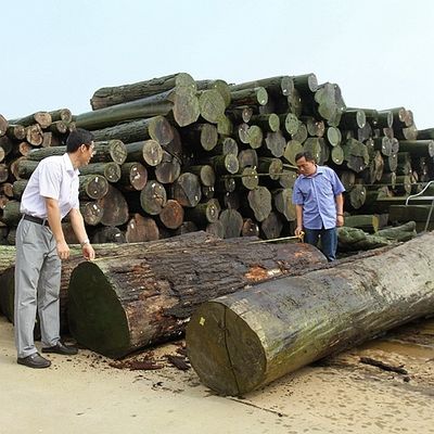 Holzverzierungen, Goldene Ahornbrust 640-1280mm G.MB-X8008 Fleeced Back für den Innenraum