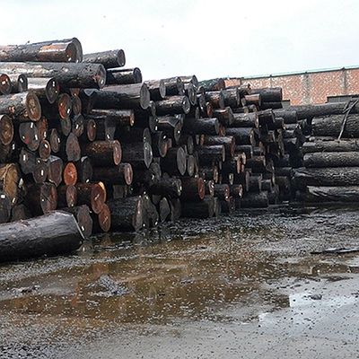 Ungewöhnliche natürliche weiße Asche Holz Veneer Burl Oliven AA Grade für Wanddecken Dicke 0,5 mm