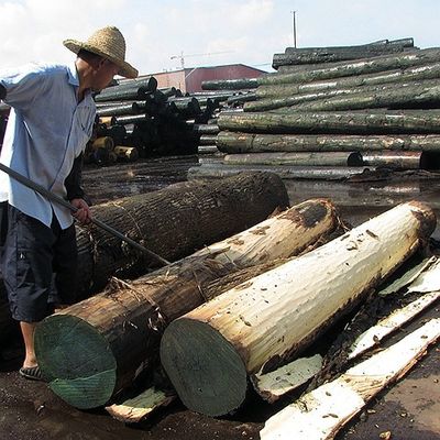 Amerikanisches natürliches Eichen-Furnierholz-flache geschnittene Krone schnitt Korn AAA-Grad-Stärke 0.5-0.55mm für Kabinett-Gesicht China
