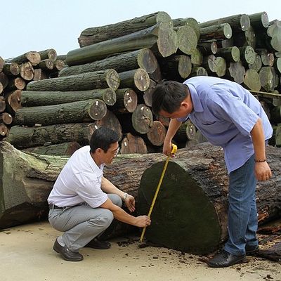 Amerikanisches natürliches Walnuss-Furnierholz-Viertel schnitt gerades dargestellt für die erstklassigen Möbel, die Hersteller Fsc China machen