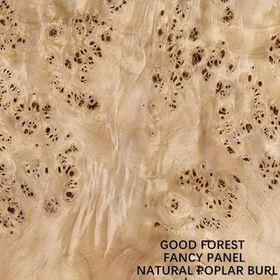 Fantastische Platte stellte natürliche weiße Pappel-Burl Wood Veneer For Hotel-Dekorations-2440/2745mm verlängerte Größen-China-Versorgung gegenüber