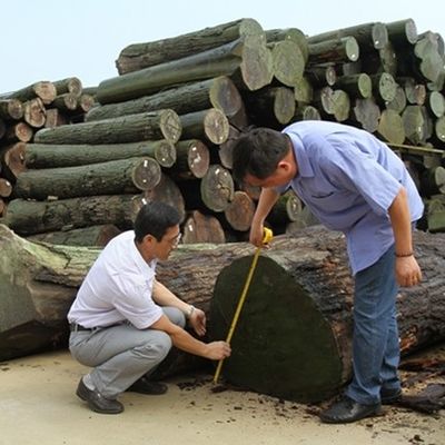 Speziell gewaschenes Eichenblech mit reinem Korn 2500-3200 mm Fleeced Back für Türhaut